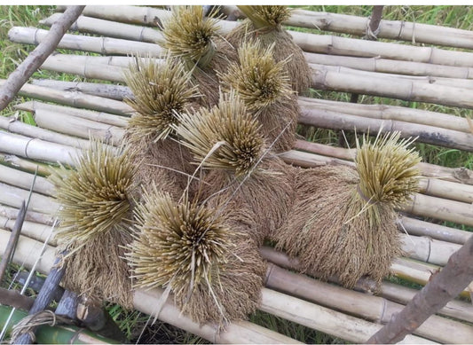 Seed & Season Starter